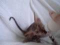 Peterbald Spxynx Kitty: Female #1