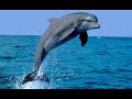 DELFINES MUSICA REJANTE(www.delfineoceano.es) DELFINES MUSICA REJANTE(www.delfineoceano.es)