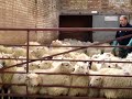 Click here to watch this video Sheepland