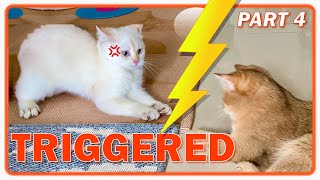 When SMALL Cat Meets BIG Kitten The FIRST TIME : Part4 😹 British Shorthair How To INTRODUCE NEW CATS