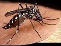 Afinal quem � o tal Aedes?