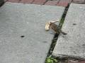 videos de Sidewalk Finch