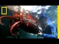Squid vs. Squid