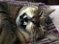 cats? 「ツネオテレビ」