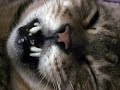 cats? 「ツネオテレビ」