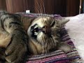 cats? 「ツネオテレビ」