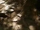 Mula!!VADO SU COME UN CAMOSCIO