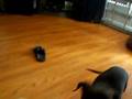 videos de Yorkie Poo and Pitbull Funtimes
