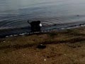 Portugese Water Dog at the Beach