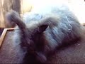 Angora Groomimg: Part1  BunnyCentral.com