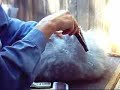 Angora Groomimg: Part1 BunnyCentral.com Angora Groomimg: Part1 BunnyCentral.com
