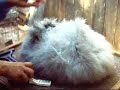 Angora Groomimg: Part1  BunnyCentral.com