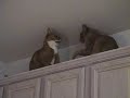 Cat Fight