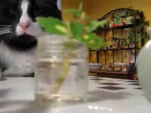 how to transplant coleus cuttings