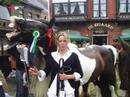 Irish cob