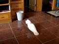 Parrots - Jesse Family - Good cleaner