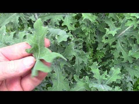 how to harvest kale seeds