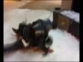 videos de random wreckages