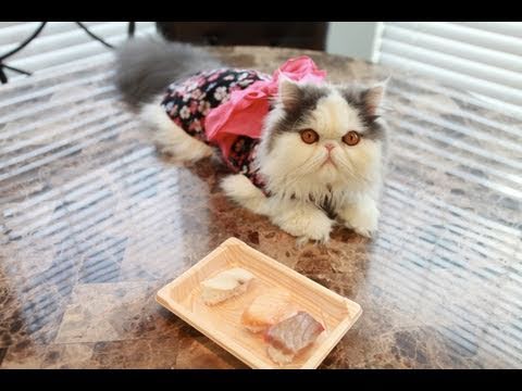 Видео 'Котик ест суши :)'