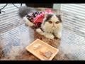 Kimono Kitty Noms Sushi