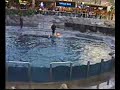 Dolphin show at West Edmonton Mall