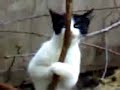 El baile del caño por un gato