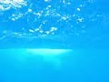 whales-tonga.html