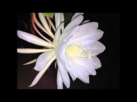 how to care for night blooming cereus