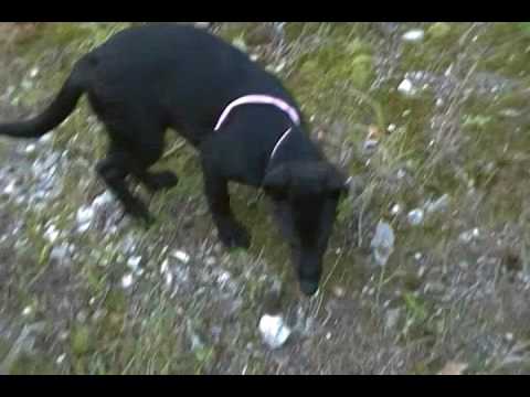 Embers Miss Pink Cashmere Black Female Puppy