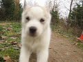 siberian husky welpen laufen