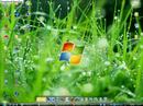 limewire-pro-gratis