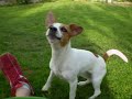 Frisbeedog Jessy Frisbeedog Jessy
