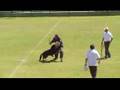 waldir (treino de figurante com asko)