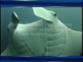 scuba diving giant manta rays yap island