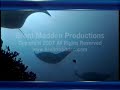 Scuba Diving Giant Manta Rays, Yap Island Scuba Diving Giant Manta Rays, Yap Island