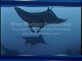 scuba diving giant manta rays yap island