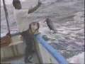 When Alaskan Crab Fishermen Go Tuna Fishing