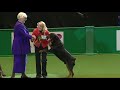 dfs Crufts 2011 Best In Group Working