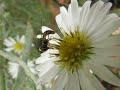 Toxomerus fly on flower