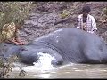 The Elephants of Mudumalai Wildlife Sanctuary, P3-6Pts The Elephants of Mudumalai Wildlife Sanctuary, P3-6Pts