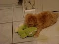 Minet's First Day Home Part 2 Minet's First Day Home Part 2