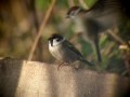 Vrabec polní (Passer montanus)