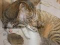 Billy Joel \"Lullabye\" and cats. Billy Joel \"Lullabye\" and cats.