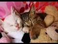 Billy Joel Lullabye and cats.
