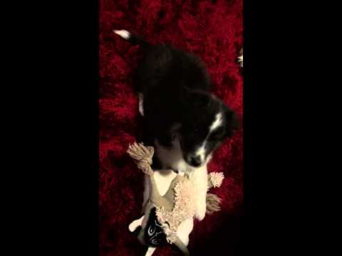 AKC tri colored female sheltie puppy