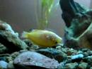 the last days of a parrotfish