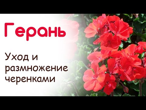 Паж Кубков Таро значение карты в раскладах Николай 1