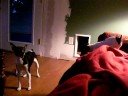 little dog with big dog syndrome
