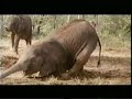 besoffene Tiere
