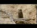 besoffene Tiere